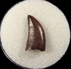 Big dinosaur tooth for sale