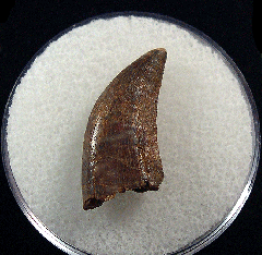 Large Nanotyrannus tooth | Buried Treasure Fossils
