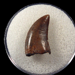 Juvenile T rex tooth for sale