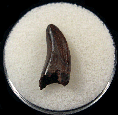 Rare Nanotyrannus  teeth for sale | Buried Treasure Fossils