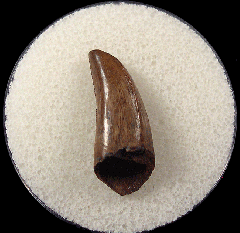 Quality Nano tooth for sale | Buried Treasure Fossils