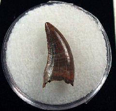 Real Nanotyrannus tooth for sale | Buried Treasure Fossils