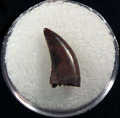 Large Nanotyrannus tooth | Buried Treasure Fossils