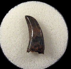 Quality Nano tooth for sale | Buried Treasure Fossils