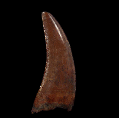 Hell Creek Nanotyrannus tooth | Buried Treasure Fossils