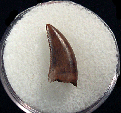 Large Nanotyrannus tooth | Buried Treasure Fossils