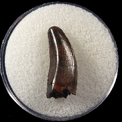 Hell Creek Nano tooth