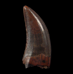 Real Nanotyrannus tooth for sale