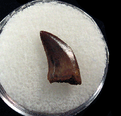 Large Nanotyrannus tooth | Buried Treasure Fossils