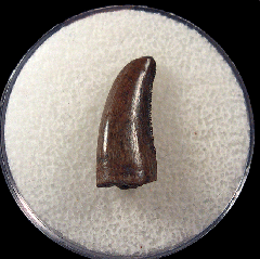 Cheap Nano tooth for sale