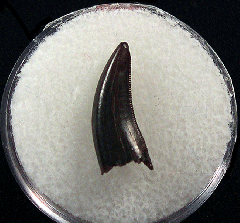 Large Nanotyrannus tooth | Buried Treasure Fossils