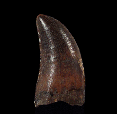 Real Nanotyrannus tooth for sale | Buried Treasure Fossils