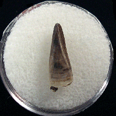 Nanotyrannus premaxillary tooth | Buried Treasure Fossils