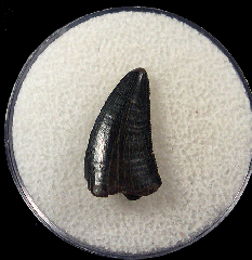 Hell Creek Nano tooth