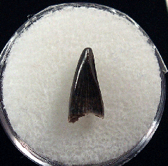 Premaxillary Nano tooth for sale | Buried Treasure Fossils