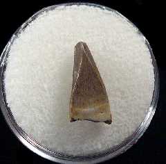 Nano Premax tooth for sale | Buried Treasure Fossils