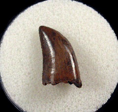 Large Nanotyrannus tooth | Buried Treasure Fossils