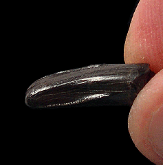 Nanotyrannus lancensis premaxillary tooth | Buried Treasure Fossils
