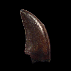 Large Nanotyrannus tooth | Buried Treasure Fossils