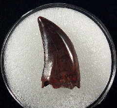 Cheap Nano tooth for sale | Buried Treasure Fossils