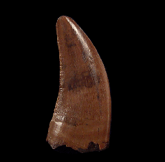 Hell Creek Nanotyrannus tooth | Buried Treasure Fossils