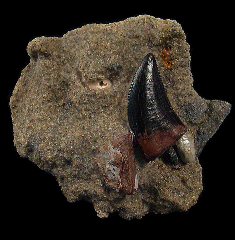 Nanotyrannus lancensis 