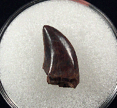 Cheap Nanotyrannus tooth for sale | Buried Treasure Fossils