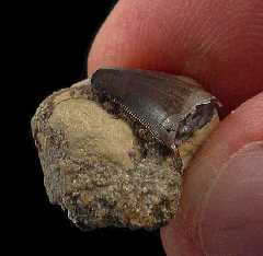 Rare Nanotyrannus  teeth for sale | Buried Treasure Fossils