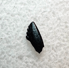 Hell Creek Troodon tooth for sale | Buried Treasure Fossils
