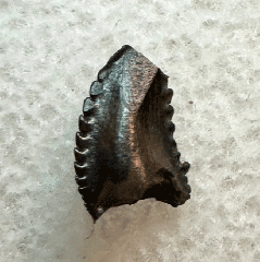 Rare Troodon tooth for sale | Buried Treasure Fossils