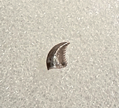 Rare Hell Creek Pectinodon tooth for sale | Buried Treasure Fossils