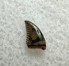 Real Hell Creek Pectinodon tooth for sale | Buried Treasure Fossils