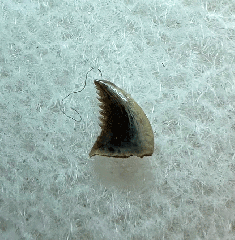 Hell Creek Pectinodon tooth for sale | Buried Treasure Fossils