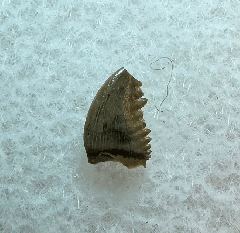 Hell Creek Pectinodon tooth for sale | Buried Treasure Fossils