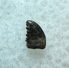 Hell Creek Pectinodon tooth for sale | Buried Treasure Fossils