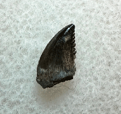 Horseshoe Canyon Troodon tooth for sale| Buried Treasure Fossils