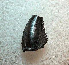 Horseshoe Canyon Troodon tooth for sale| Buried Treasure Fossils