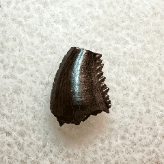 Horseshoe Canyon Troodon tooth for sale| Buried Treasure Fossils
