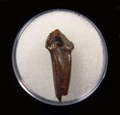 Quality Pachychephalosaurus maxillary tooth for sale | Buried Treasure Fossils