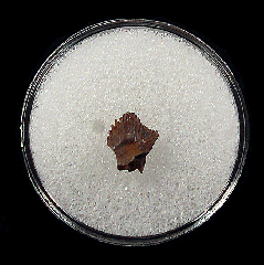 Pachychephalosaurus tooth for sale | Buried Treasure Fossils