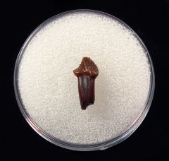 Real rooted Pachy tooth for sale | Buried Treasure Foss