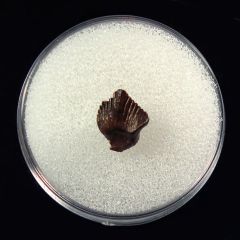Top quality Pachy tooth for sale | Buried Treasure Foss