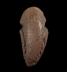 Real Pachycephalosaurus ungual for sale | Buried Treasure Fossils