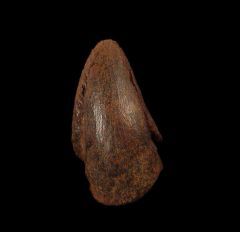 Pachy foot claw for sale | Buried Treasure Fossils