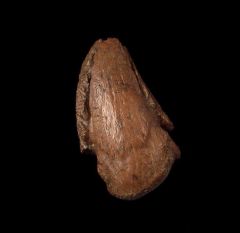 Pachy pes claw for sale | Buried Treasure Fossils