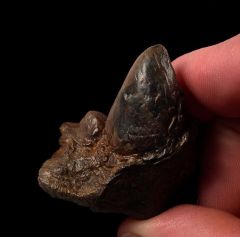 Articulated Pachycephalosaurus node for sale | Buried Treasure Fossils