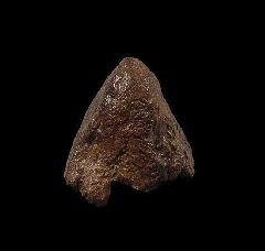Pachycephalosaurus node cluster for sale | Buried Treasure Fossils
