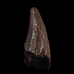 Hell Creek Pachy spike for sale | Buried Treasure Fossils