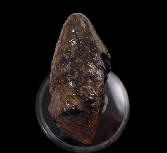 Small Hell Creek Pachy spike for sale | Buried Treasure Fossils