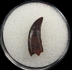 Rare Acheroraptor tooth for sale | Buried Treasure Fossils